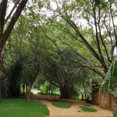 Auroville Sight Seeing Tour